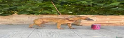 Whippet perros en venta: Preciosos whippet - Anuncio 1