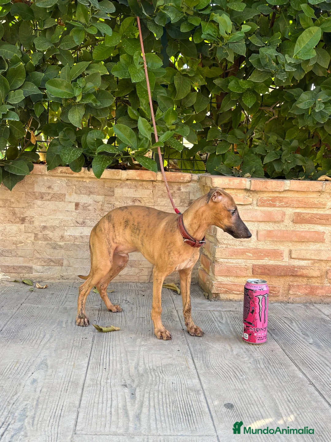 Whippet perros en venta: Preciosos whippet - Anuncio 1