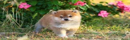 Shiba Inu perros en venta: SHIBA INU  en Madrid - Anuncio 4