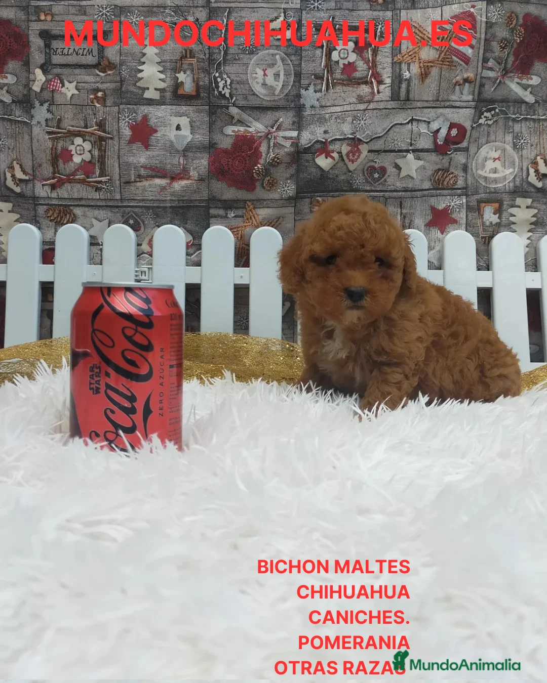 Caniche Toy perros en venta: PRECIOSOS CANICHE  ROJO LINEA TOY - Anuncio 1
