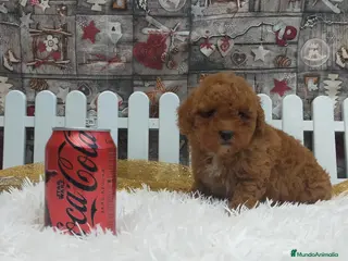 Caniche Toy perros PRECIOSOS CANICHE ROJO LINEA TOY - Anuncio 1