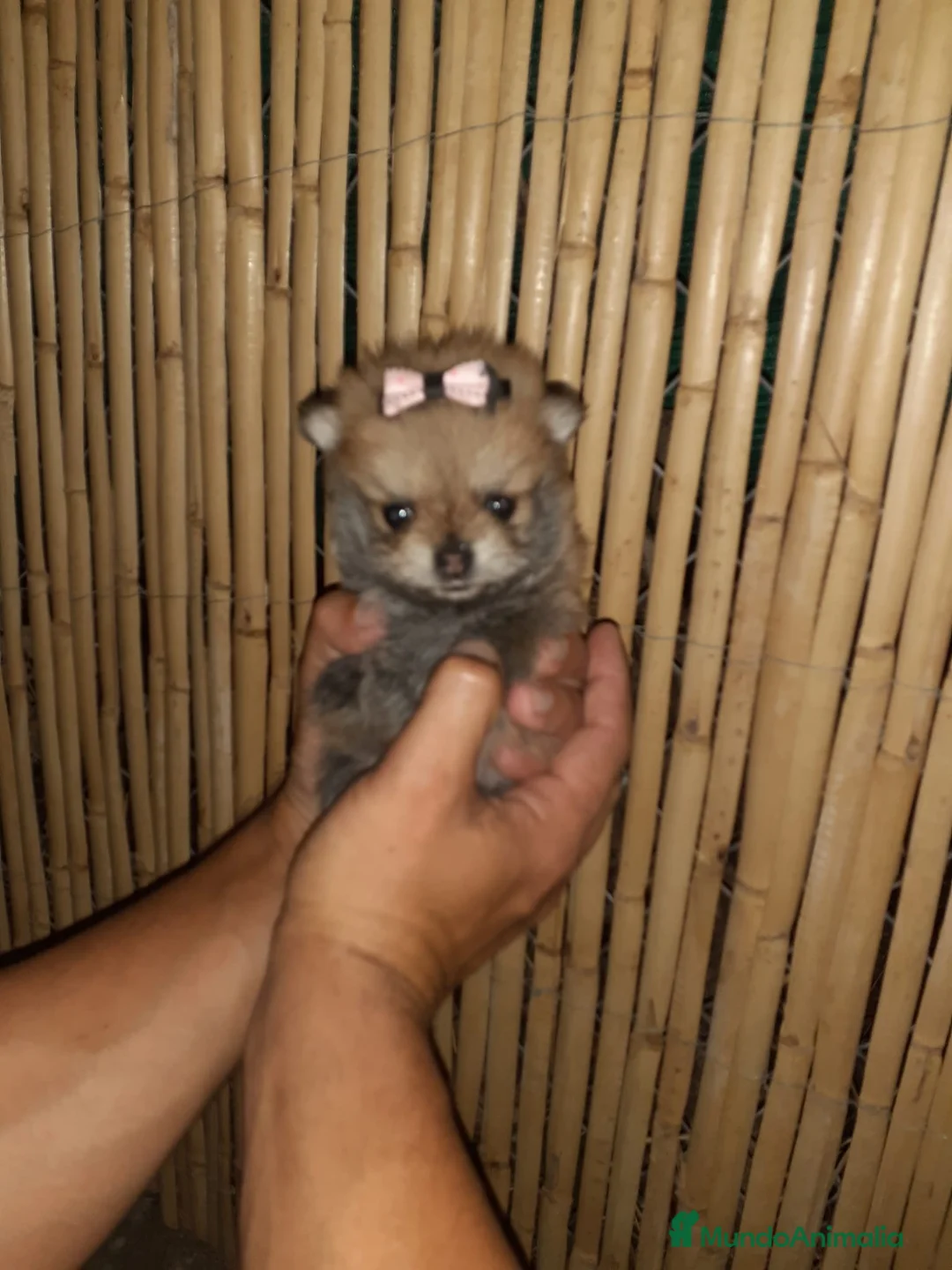 Pomerania perros en venta: Pomeranias de Lulú en Badajoz - Anuncio 2