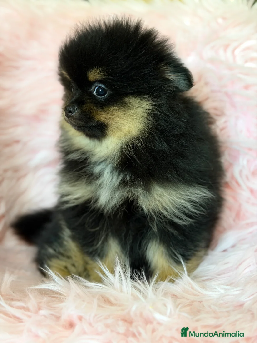Pomerania perros en venta: Pomerania black and tan  - Anuncio 2