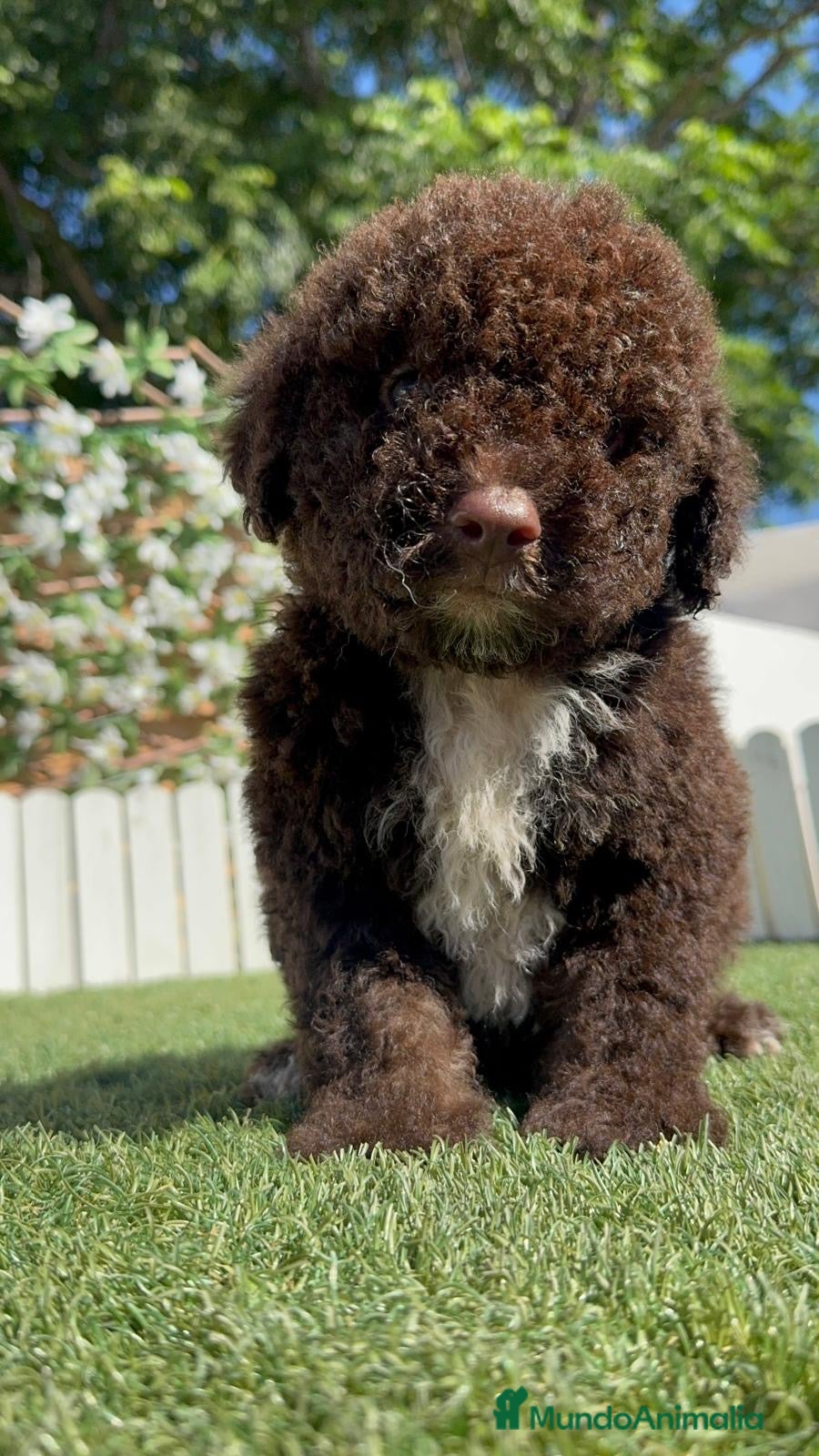 Perro de Agua Español perros en venta: PERRO DE AGUA ESPAÑOL - Anuncio 2