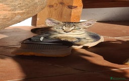 Europeo de Pelo Corto gatos en venta: Gatito europeo atigrado - Imagen 3