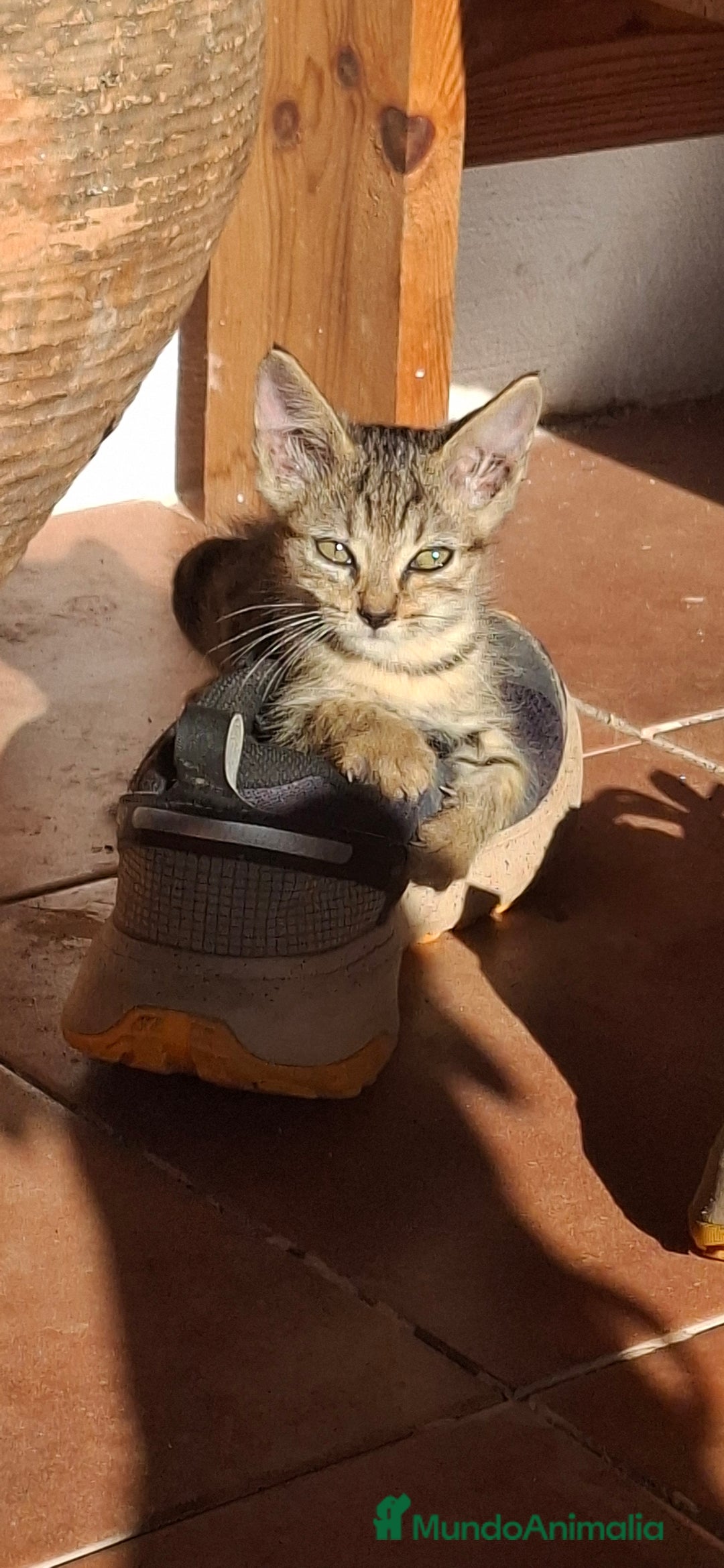 Europeo de Pelo Corto gatos en venta: Gatito europeo atigrado - Imagen 3