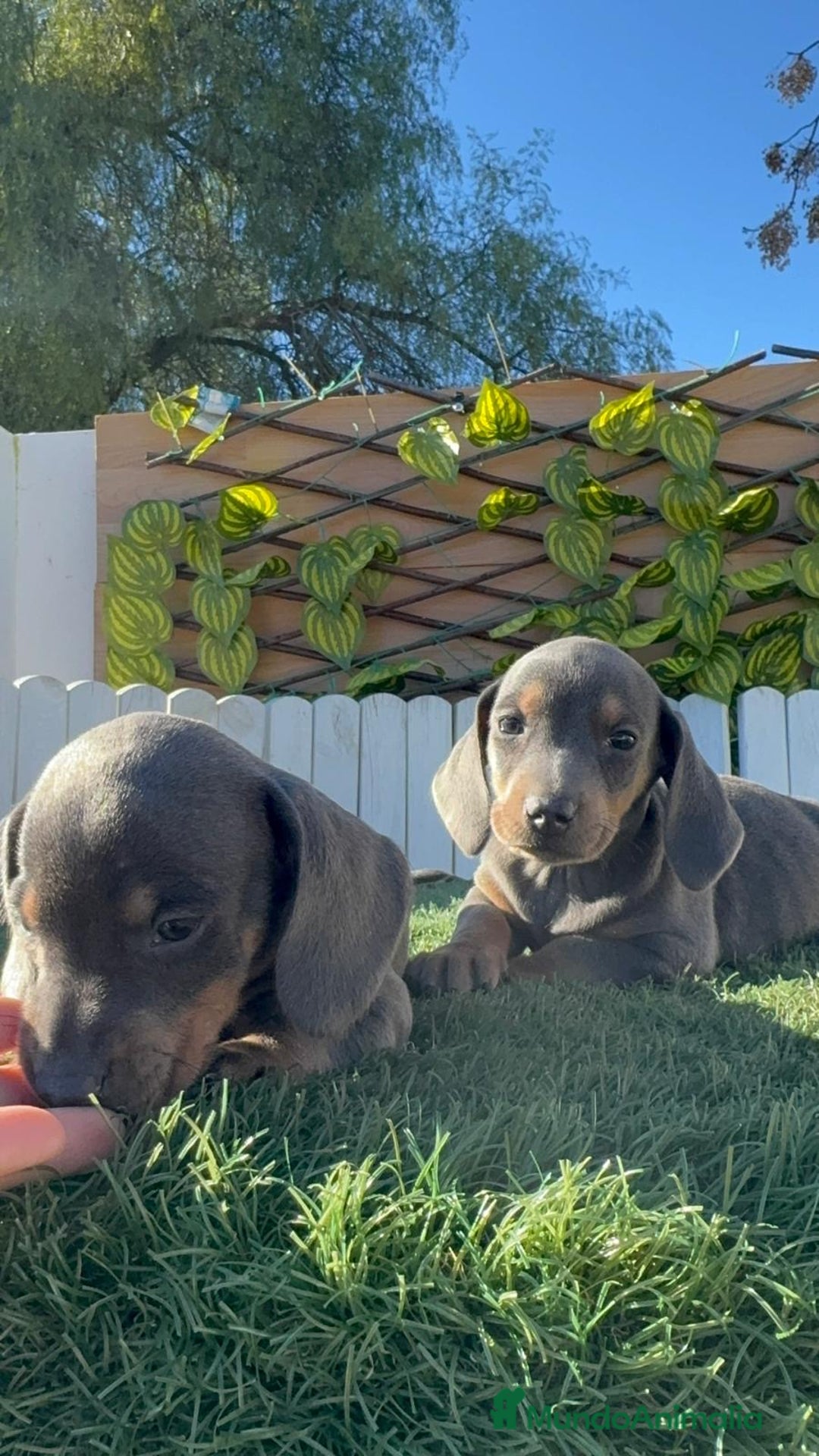 Teckel Miniatura perros en venta: TECKEL MINIATURA BLUE AND TAN - Anuncio 5