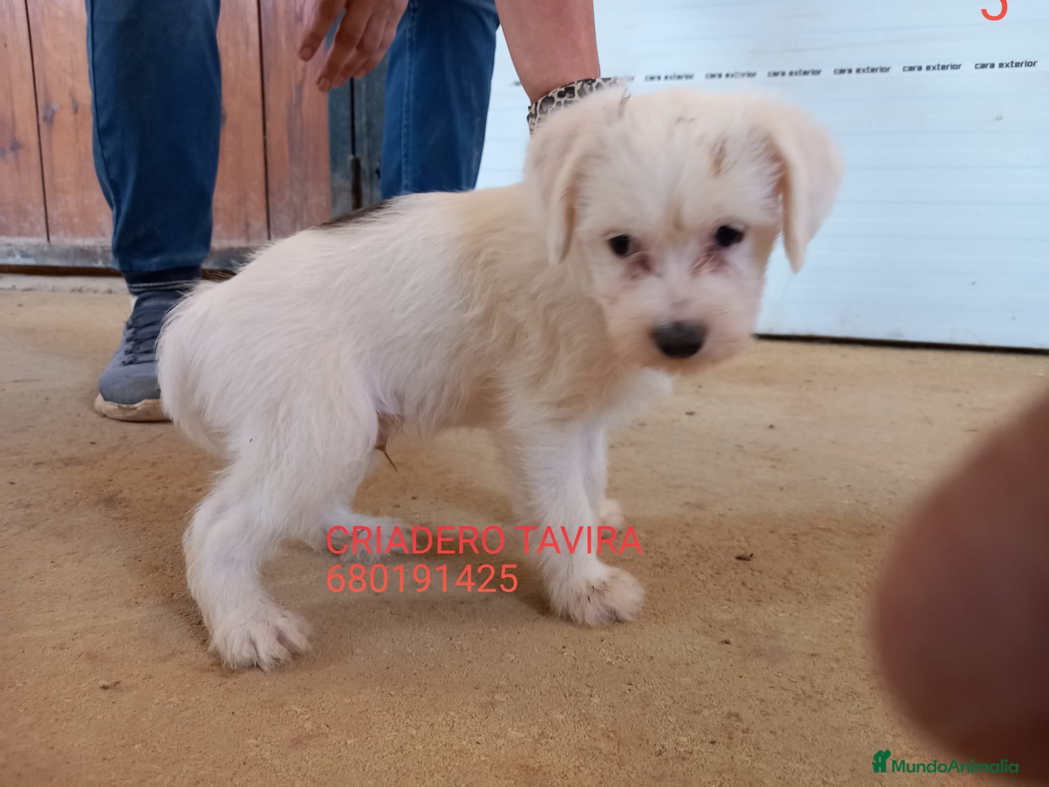 Perro Crestado Chino perros Camada Crestados Chinos - Anuncio 4