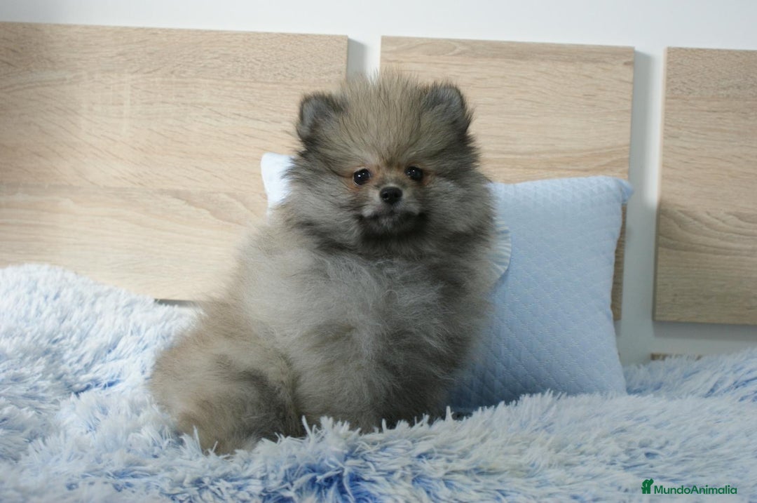 Pomerania perros en venta: CACHORRITO DE POMERANIA  - Imagen 5