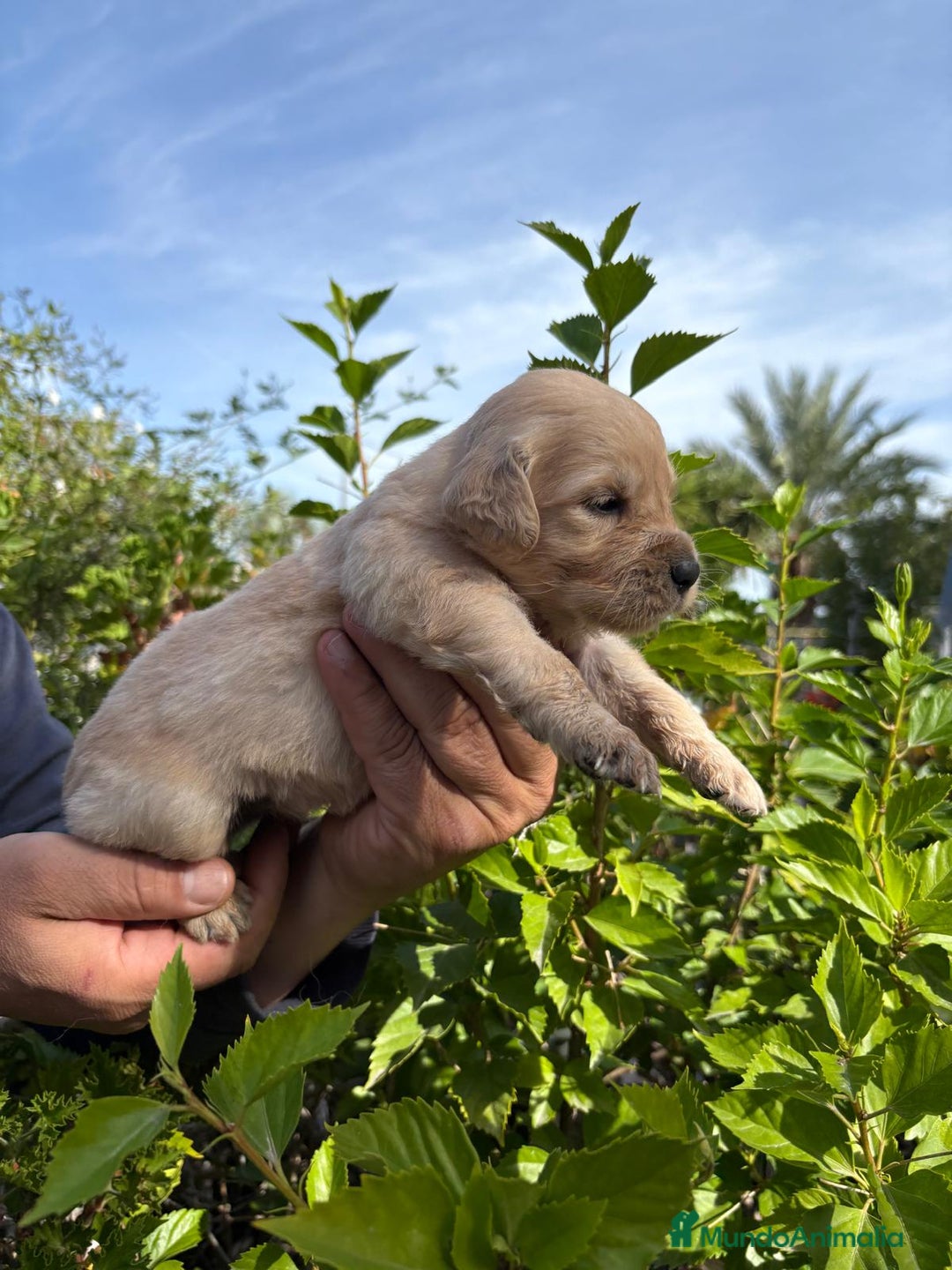 Golden Retriever perros en venta: Golden retriever  - Imagen 2