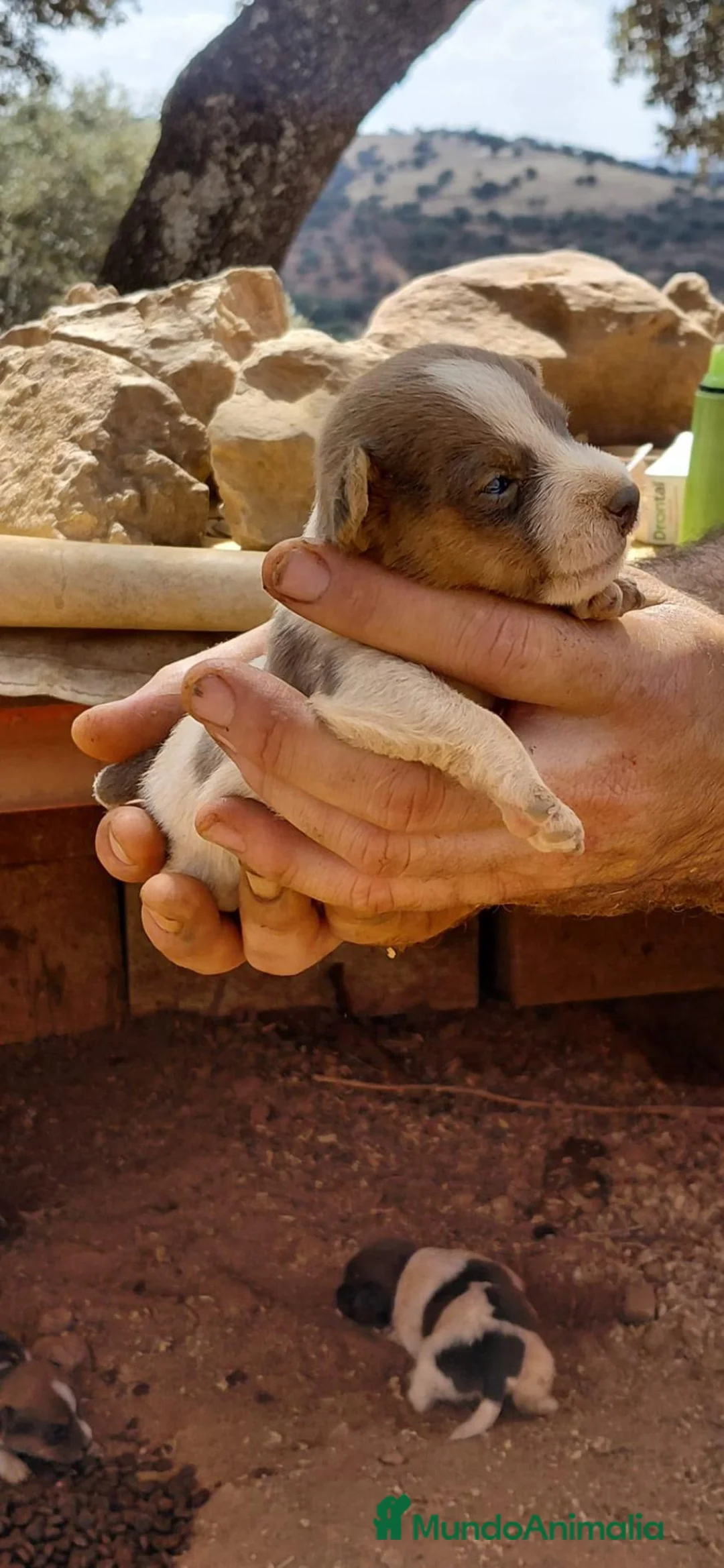 Jack Russell Terrier perros en venta: Jack Russell - Anuncio 5
