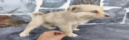 Raza Mixta perros en venta: BORDERPOM (BORDER COLLIE + POMERANIA) - Anuncio 4