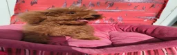 Caniche Toy perros en venta: Caniche Toy - Anuncio 2