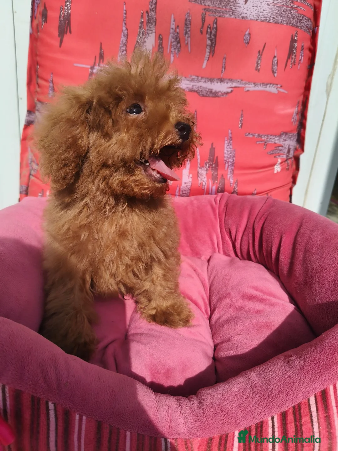 Caniche Toy perros en venta: Caniche Toy - Anuncio 2