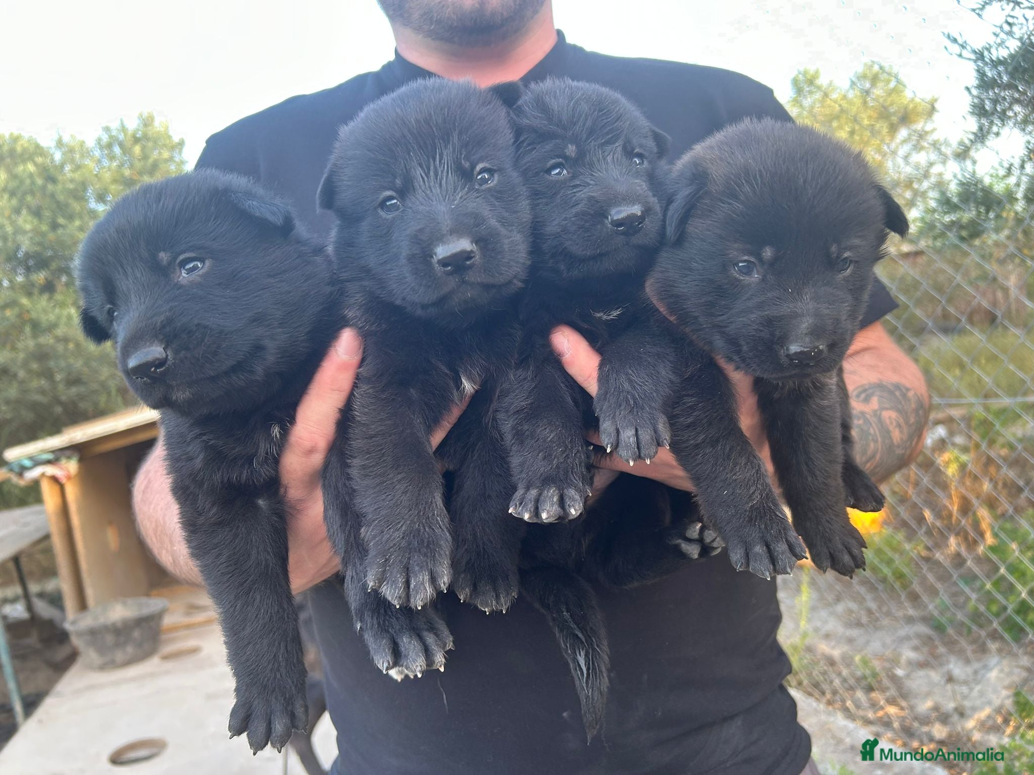 Pastor Alemán perros Pastores alemanes machos negros solidos - Anuncio 1