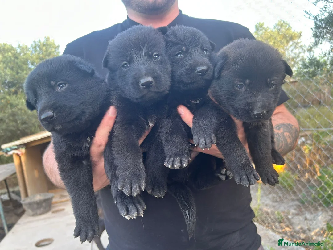 Pastor Alemán perros en venta: Pastores alemanes machos negros solidos - Anuncio 1