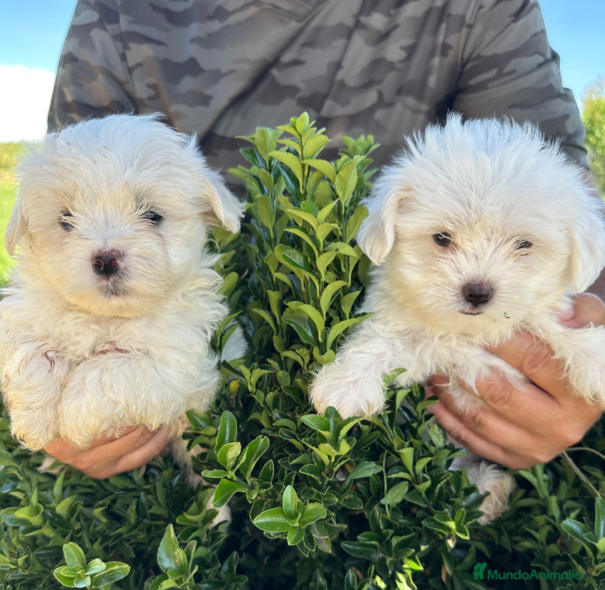 Bichón Maltés perros Bonita camada Bichon Maltes - Anuncio 19
