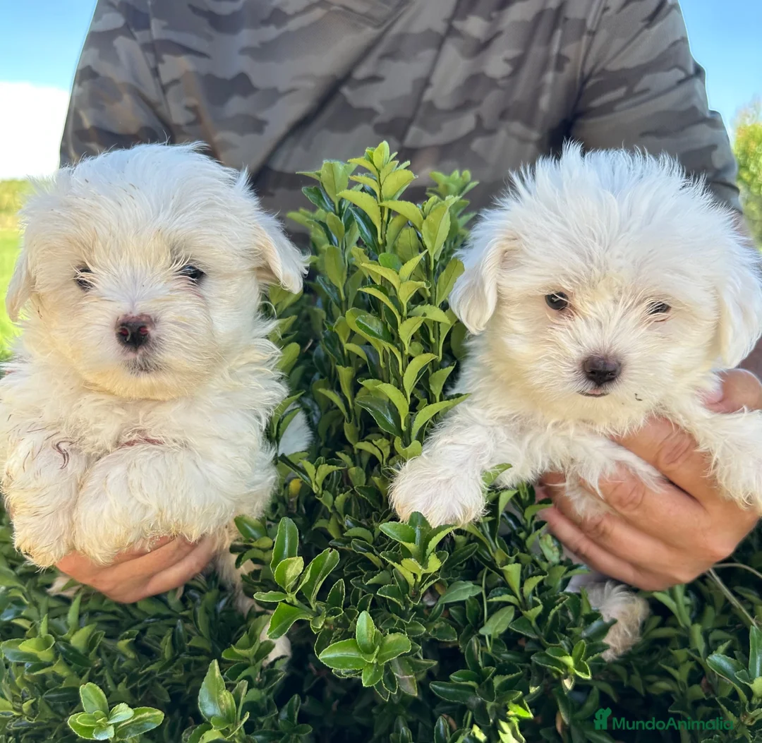Bichón Maltés perros en venta: Bonita camada Bichon Maltes - Anuncio 1