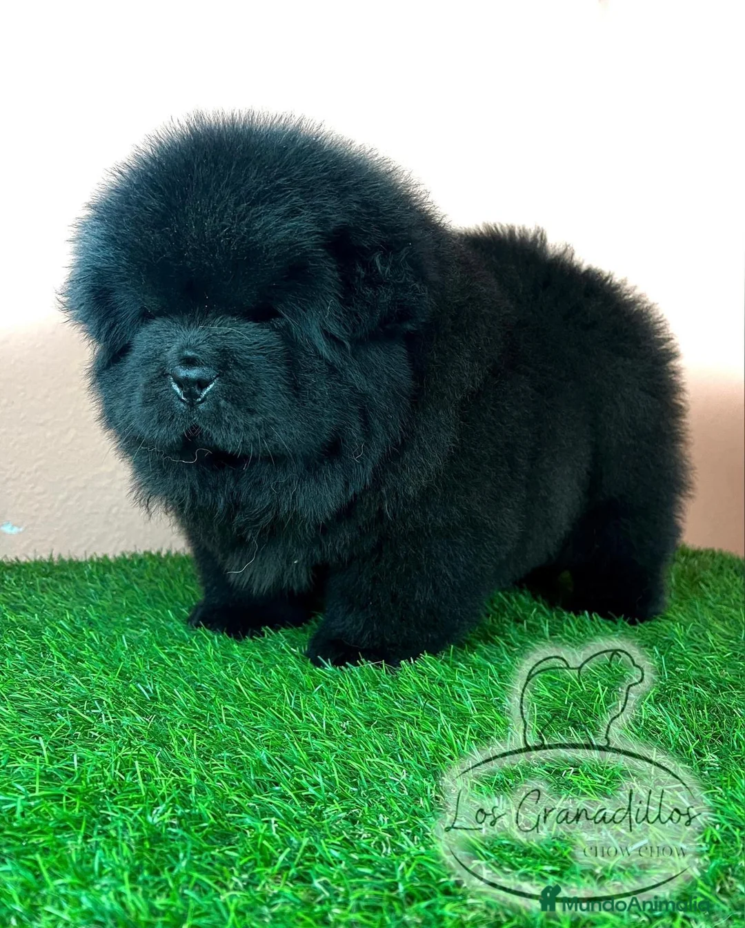 Imagen de galería {{count}}