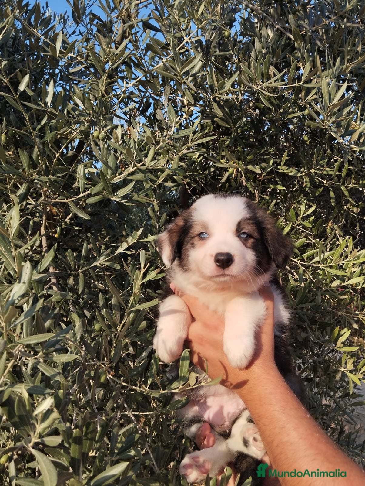 Border Collie perros Gran camada de Border Collie - Anuncio 1