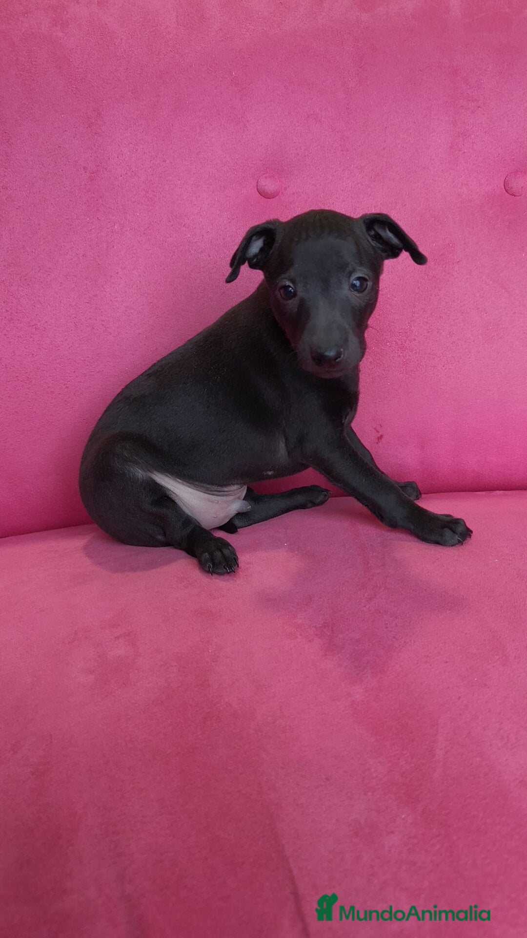 Pequeño Lebrel Italiano perros en venta: Pequeño lebrel Italiano Piccolo Macho - Anuncio 5