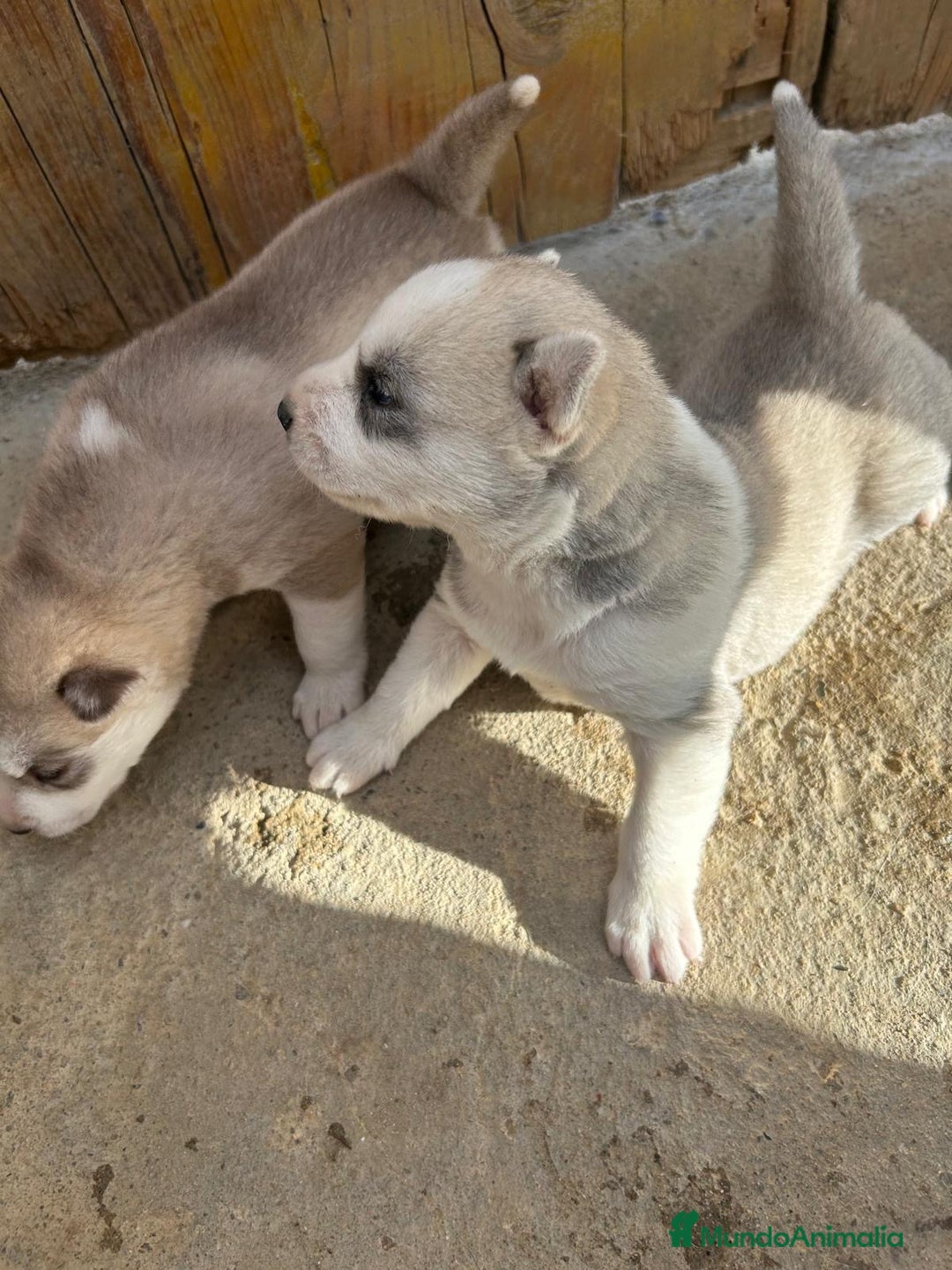 Husky Siberiano perros en venta: HUSKYS - Imagen 2