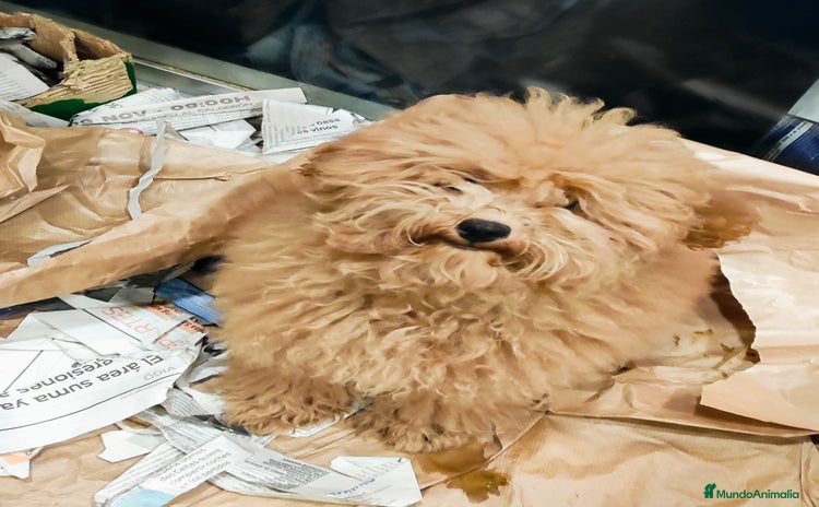 Caniche Toy perros - Anuncio 1