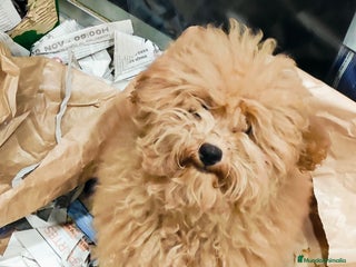 Caniche Toy perros - Anuncio 26