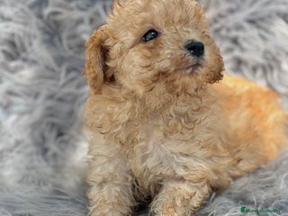 Caniche Toy perros - Anuncio 6