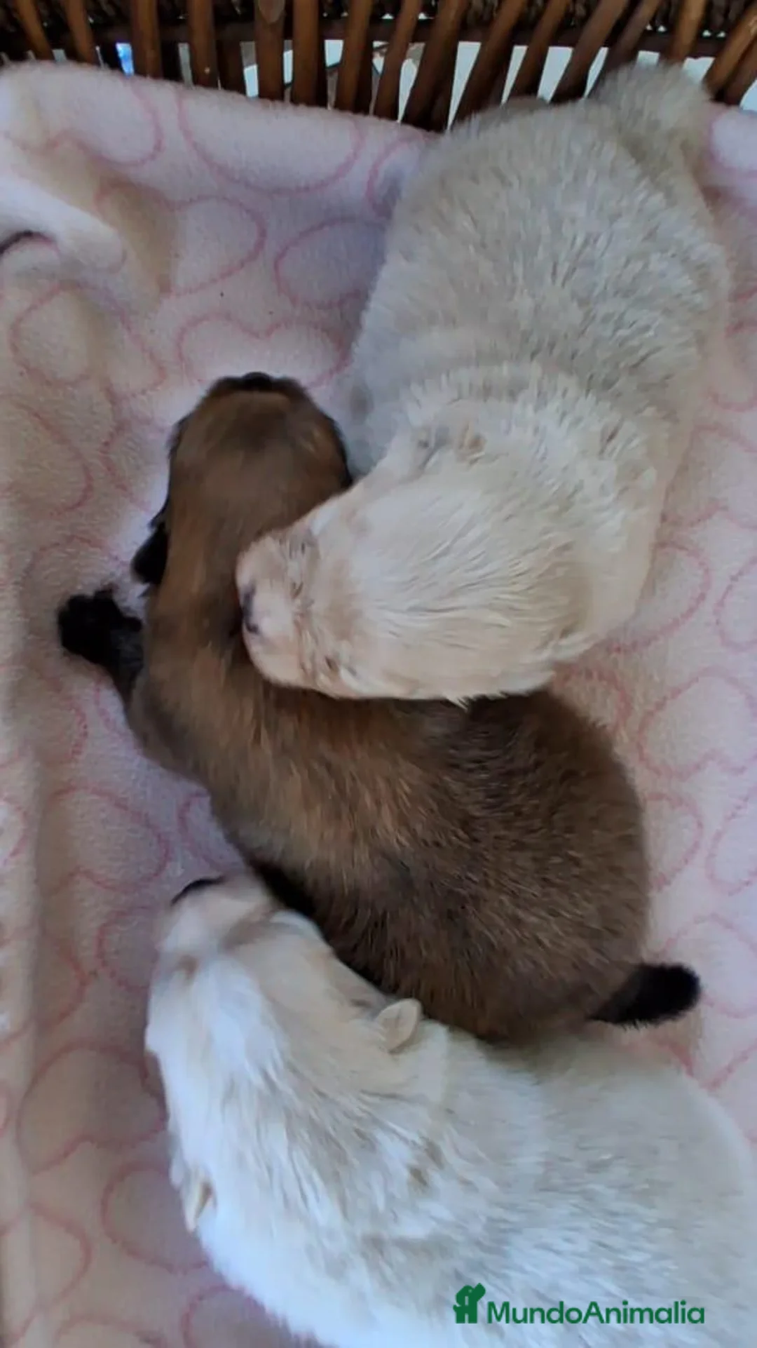 Pomerania perros en venta: Pomerania - Anuncio 2