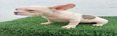 Bulldog Francés 1