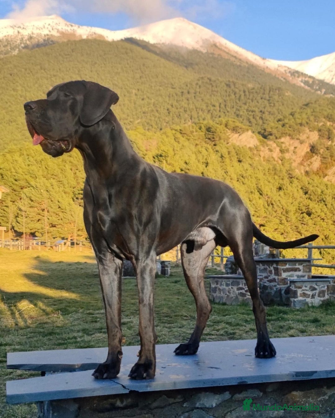 Dogo Alemán perros en venta: Cachorros de Dogo Alemán  - Anuncio 11