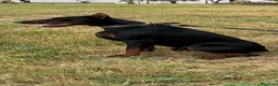 Dobermann perros en venta: Doberman  - Anuncio 13