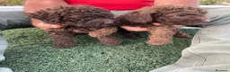 Perro de Agua Español perros en venta: Perro de agua español - Anuncio 1