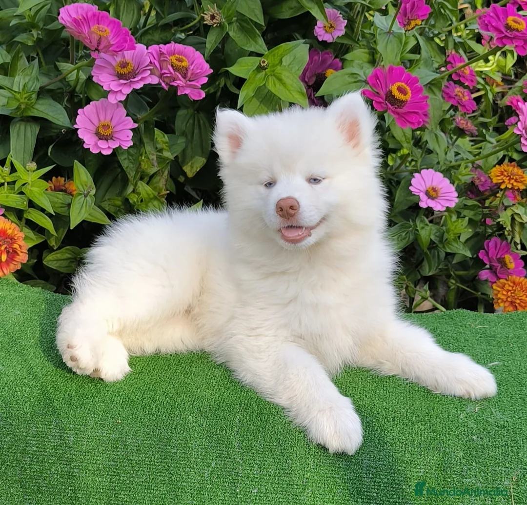 Imagen de galería {{count}}