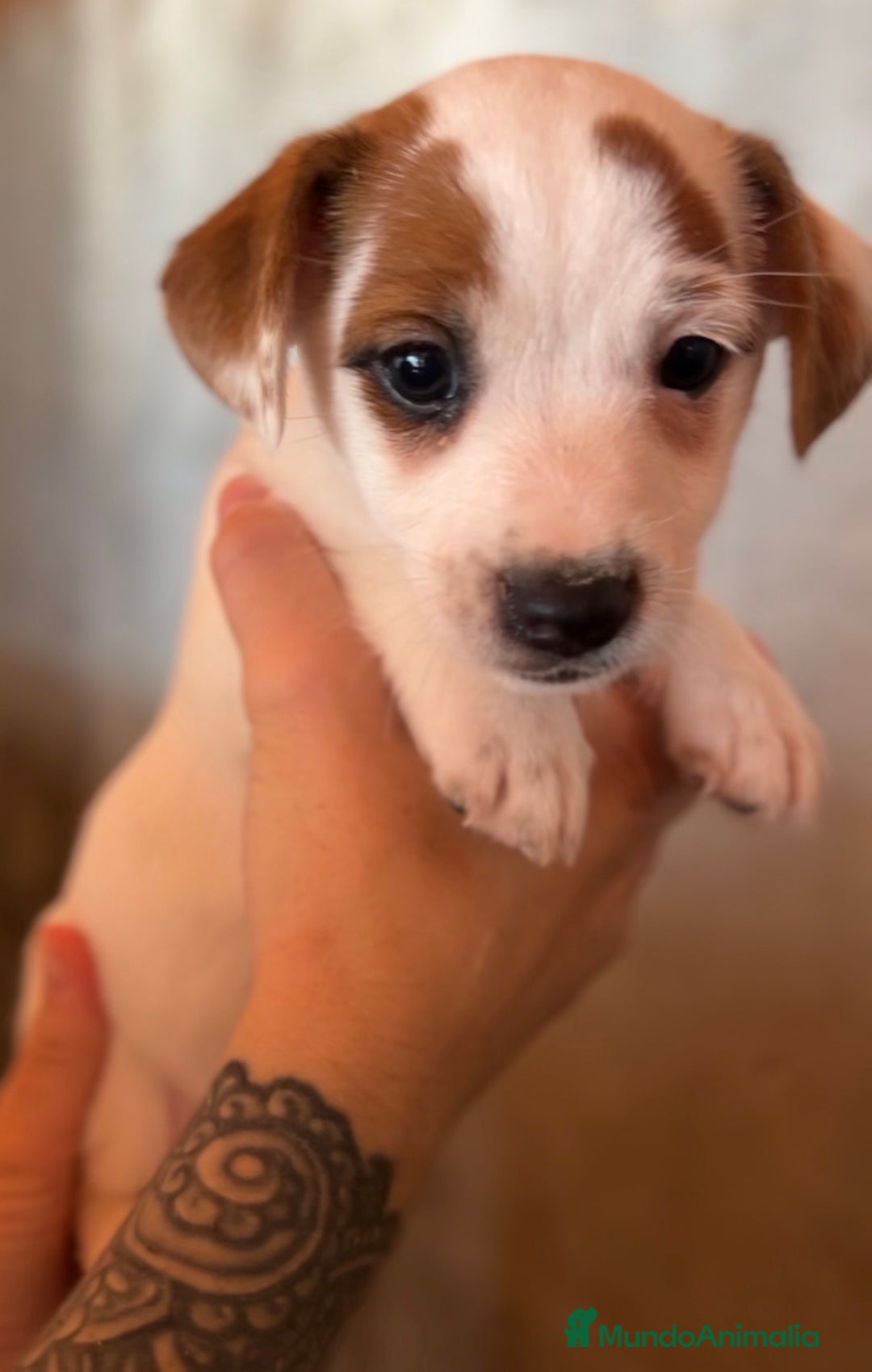 Jack Russell Terrier perros en venta: Jack Russell  - Imagen 2