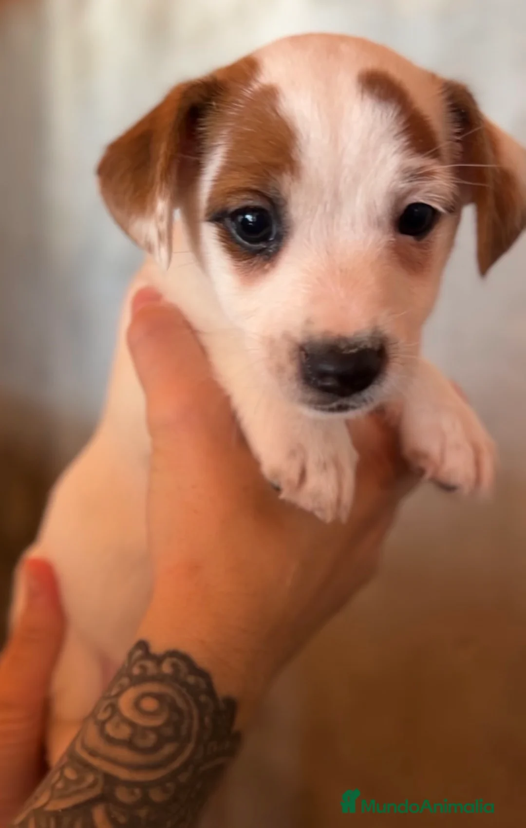 Jack Russell Terrier perros en venta: Jack Russell  - Anuncio 2