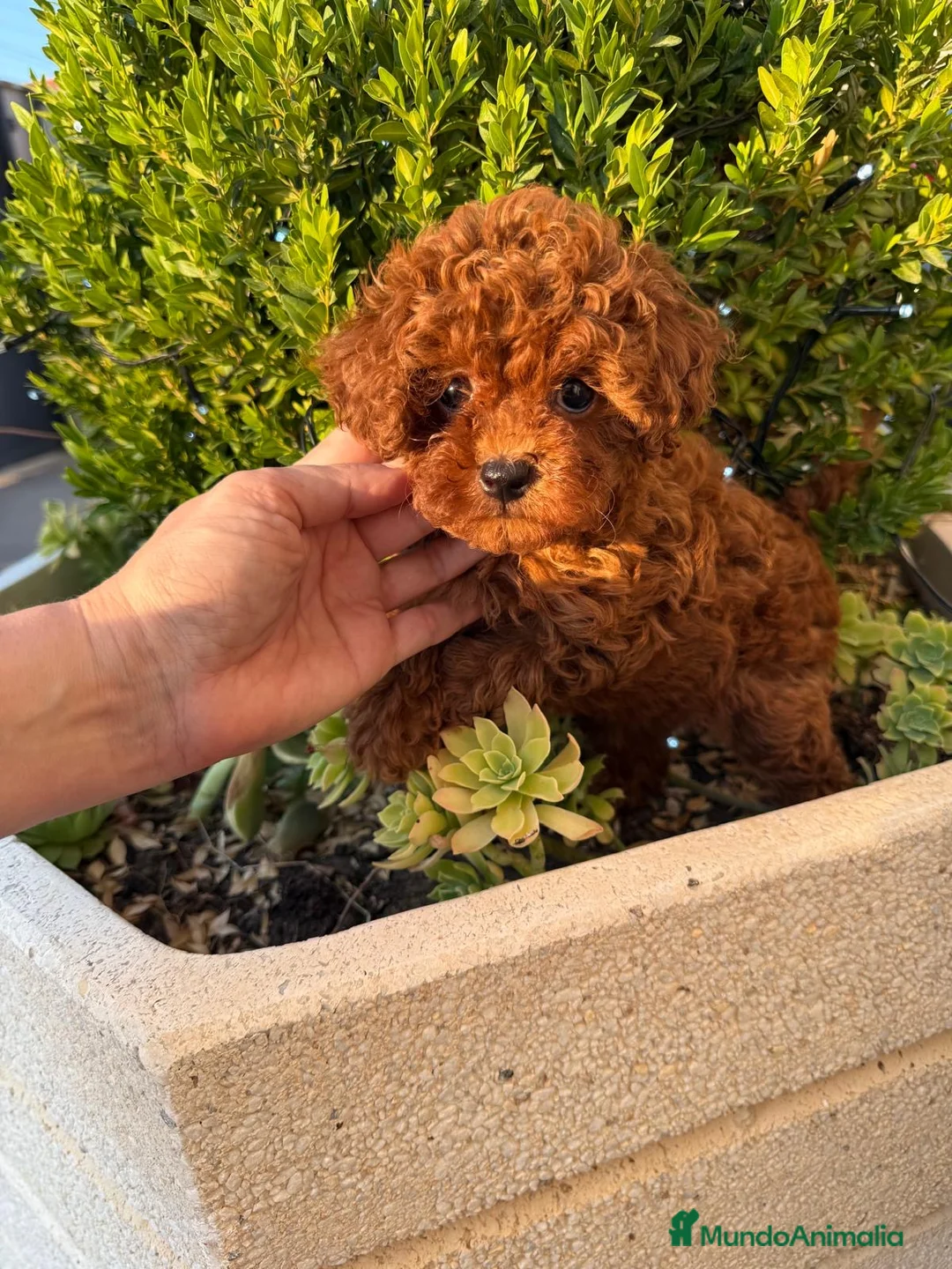 Caniche Toy perros en venta: Caniche toy excelentes ejemplares !!! - Anuncio 5