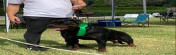 Rottweiler perros para monta: ROTTWEILER CAMPEÓN DE ESPAÑA PARA MONTAS - Anuncio 4