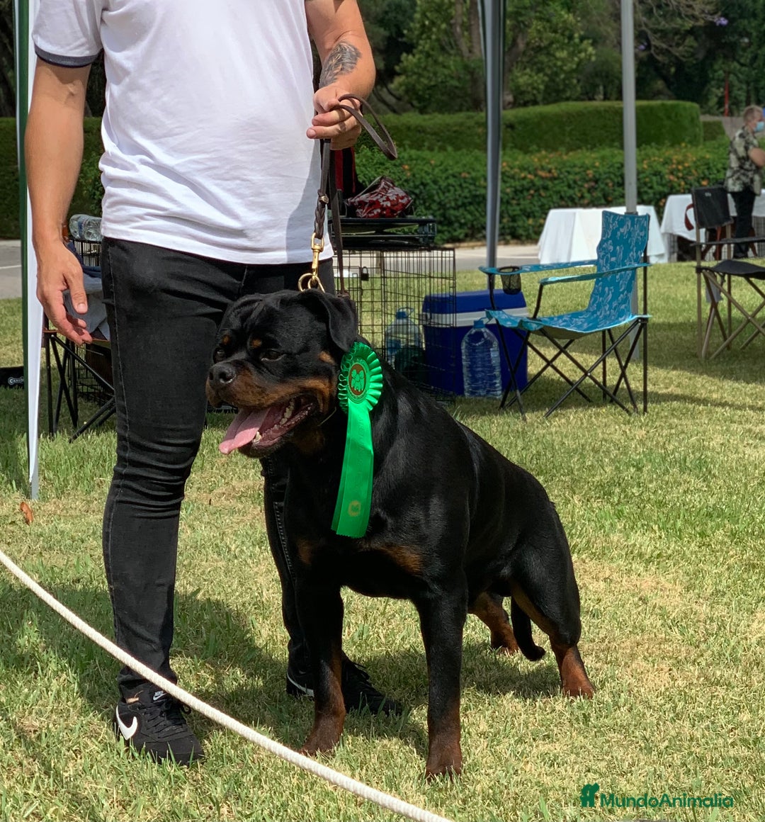 Rottweiler perros para monta: ROTTWEILER CAMPEÓN DE ESPAÑA PARA MONTAS - Anuncio 4