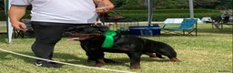 Rottweiler perros para monta: ROTTWEILER CAMPEÓN DE ESPAÑA PARA MONTAS - Anuncio 4