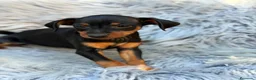 Pinscher Miniatura perros en venta: Macho mini pinscher disponible 💙🐾 - Anuncio 3