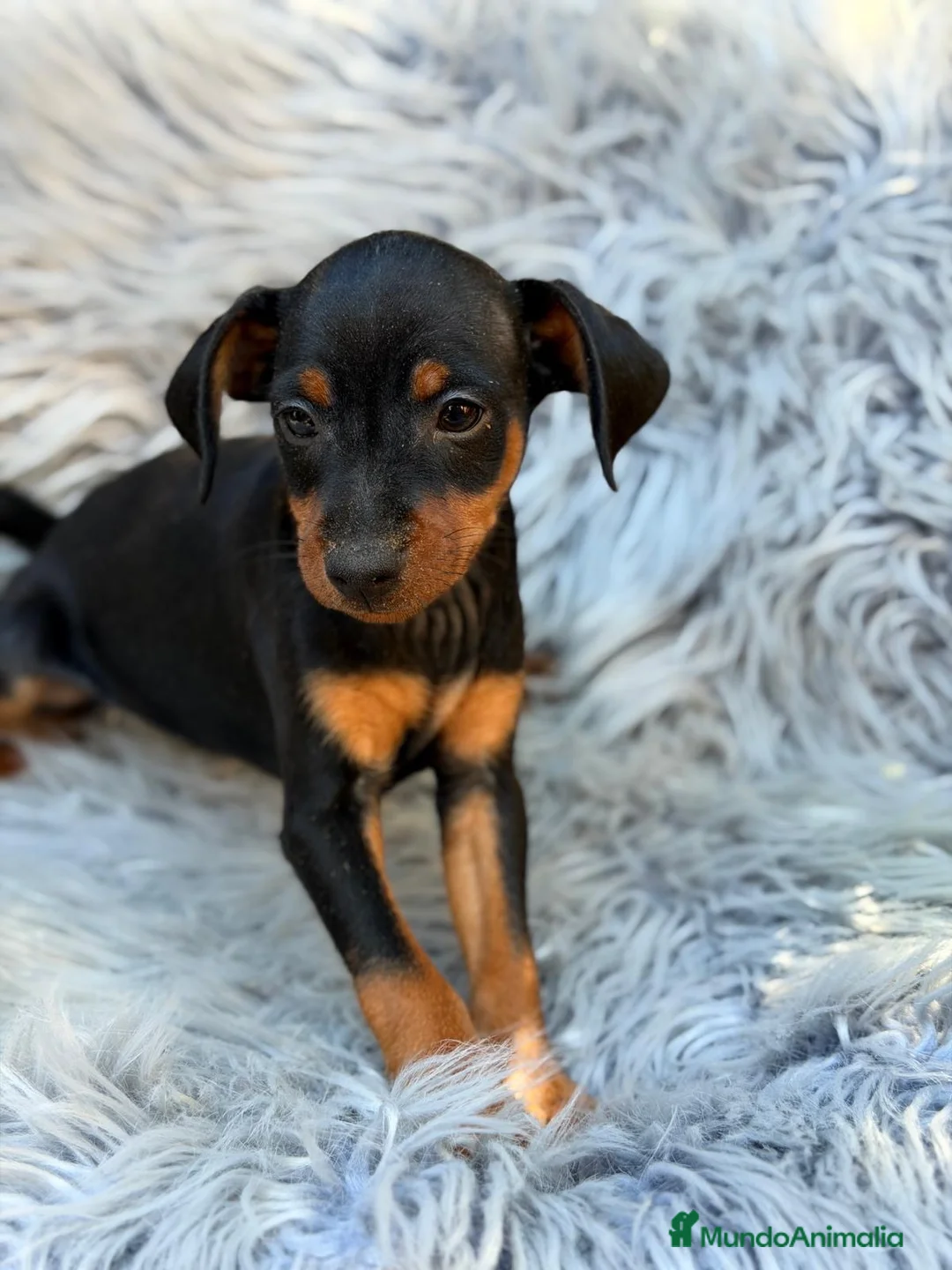 Pinscher Miniatura perros en venta: Macho mini pinscher disponible 💙🐾 - Anuncio 3