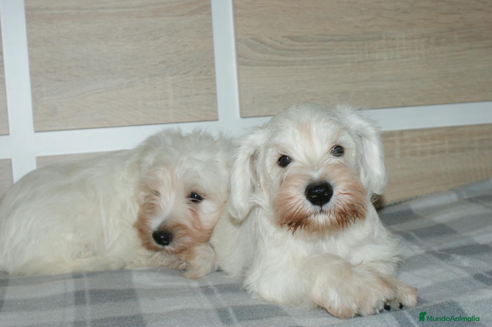 Pinscher Miniatura perros CACHORRITOS DE SCHNAUZER MINIATURA  - Anuncio 5