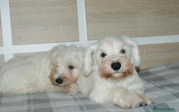 Pinscher Miniatura perros en venta: CACHORRITOS DE SCHNAUZER MINIATURA  - Imagen 1