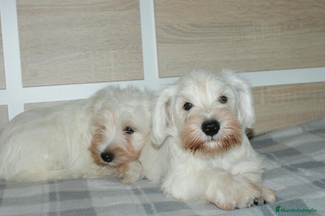 Pinscher Miniatura perros en venta: CACHORRITOS DE SCHNAUZER MINIATURA  - Imagen 1