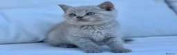 Británico de Pelo Corto gatos en venta: BRITISHSHORTHAIR LILAC ESPECTACULAR! - Anuncio 3
