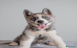Husky Siberiano perros en venta: Cachorros SIBERIAN HUSKY - Imagen 2
