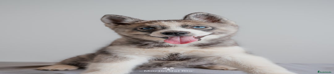 Cachorra 3