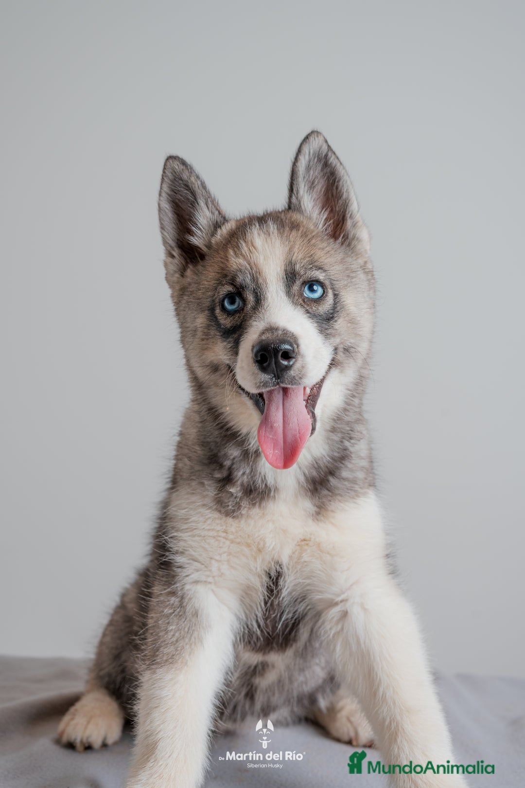 Husky Siberiano perros en venta: Cachorros SIBERIAN HUSKY - Imagen 2
